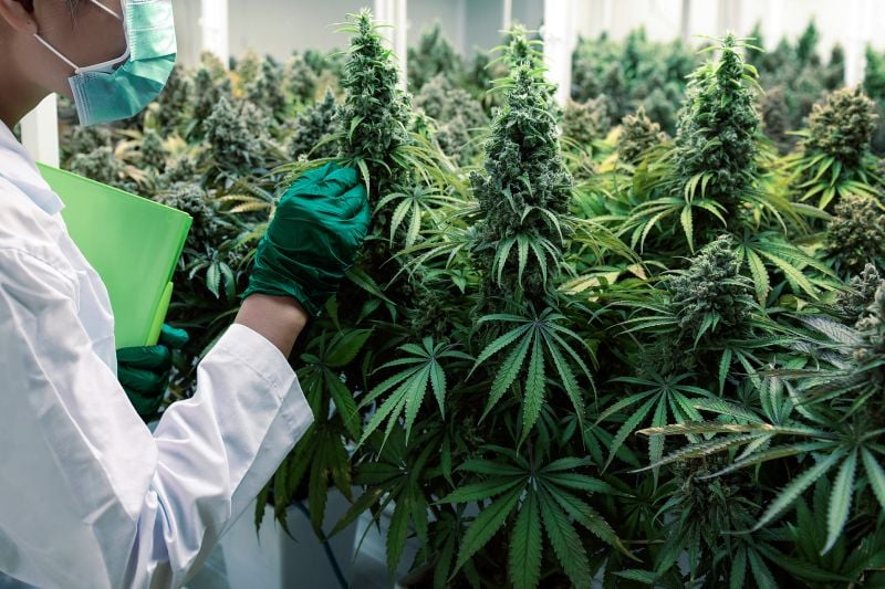 Cannabusters: What Is #Croptober? Cannabusters: What Is #Croptober?